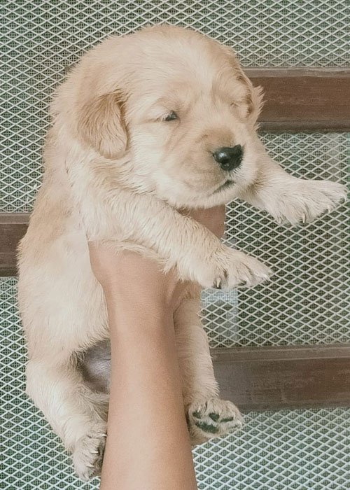 Golden Retriver puppy for sale